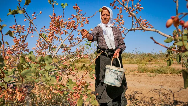 ਪਿਸਤੇ ਨੂੰ ਲੱਗੀ ਜੰਗ ਦੀ ‘ਅੱਗ’ : ਦੁਬਈ ਚਾਕਲੇਟ ਦੇ ਕ੍ਰੇਜ਼ ਤੇ ਈਰਾਨ ਸੰਕਟ ਨੇ ਕੀਮਤਾਂ ‘ਚ ਲਿਆਂਦਾ ਭੂਚਾਲ